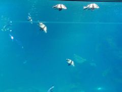 -石家庄海洋公园