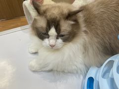 -COLOR PETS 撸猫馆·购猫·猫咖(长风大悦城店)