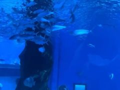 -北戴河圣蓝海洋公园