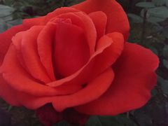 android_upload_pic-秀丽东方