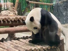 -灵玲国际马戏城