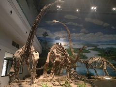 -自贡恐龙博物馆