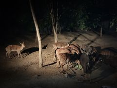 -清迈夜间动物园