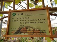 -上海都市菜园