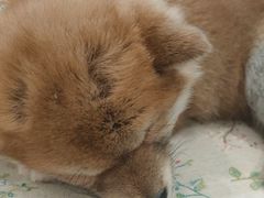 -柴犬小屋·柴餐厅·狗咖食堂(金鼎广场店)