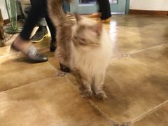 -共舞时光猫咖·狗咖(新街口店)