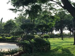 -大湾区中央湿地公园
