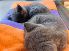 -帕帕拉兹宠物(亚洲旗舰店)