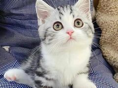 -欣宠猫屋·矮脚拿破仑·蓝金金渐层