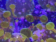 -海合安武汉极地海洋公园