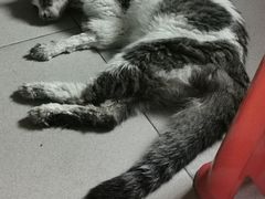 -瑞派动物医院·绝育·犬猫全科·预防医学(光景江南中店)