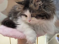 -babydoll猫舍·米努特·德文·缅因(久光中心店)