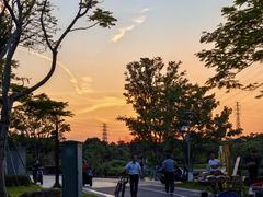-王借岗森林公园