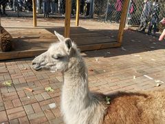 -长白岛森林公园