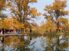 -金塔沙漠胡杨林景区