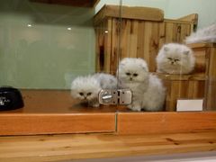 -70cat德文卷毛猫·缅因猫纯种猫舍