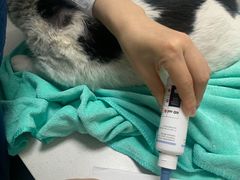 -东莞宠友24H宠物中心医院·转诊夜诊·异宠(新河北路院)