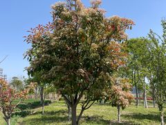 -春花秋色城市公园