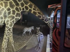 -清迈夜间动物园