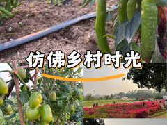 -光明小镇欢乐田园