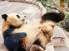 -中国大熊猫保护研究中心雅安碧峰峡基地