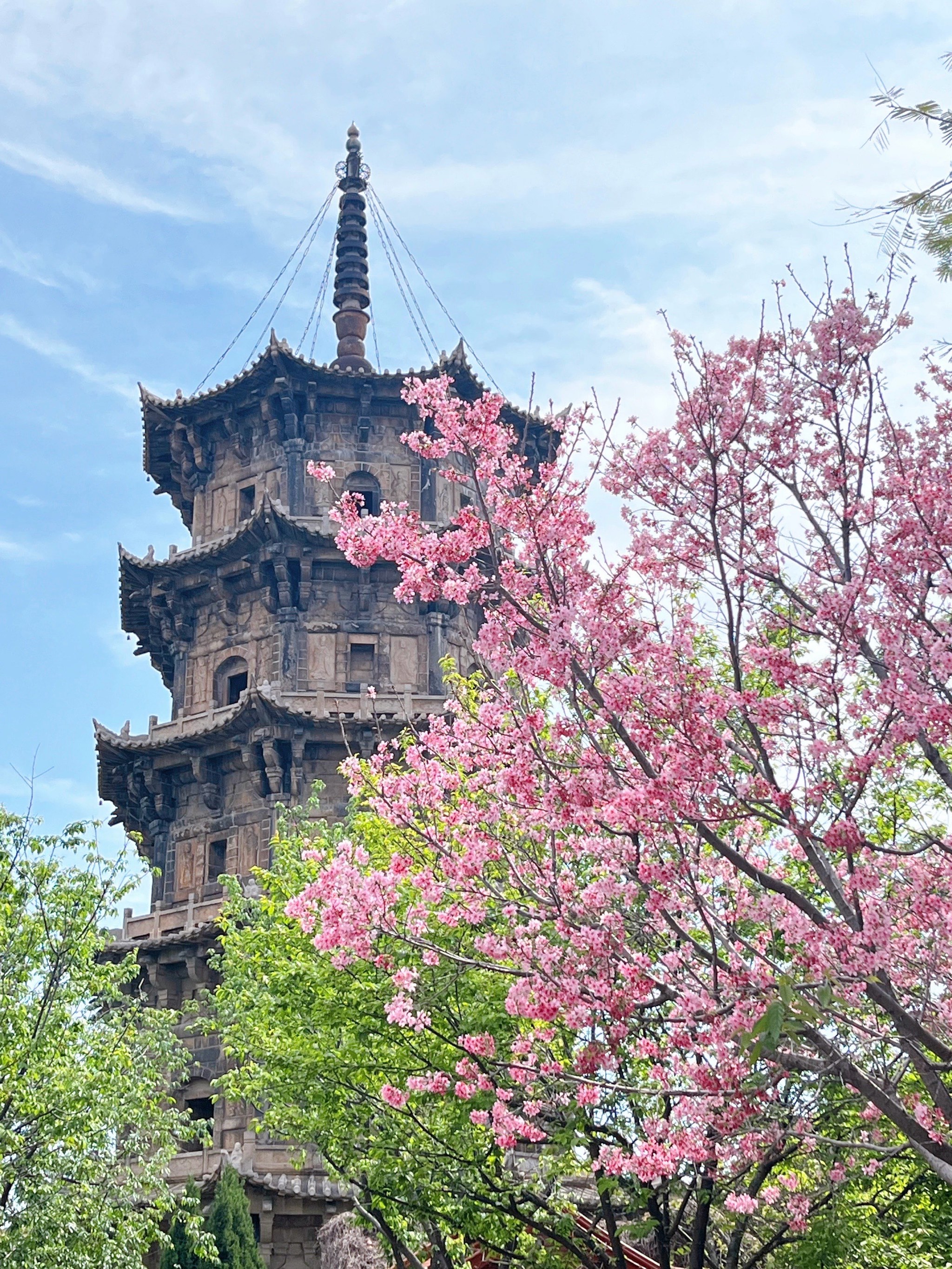 开元寺泉州樱花图片