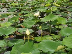 -大湾区中央湿地公园