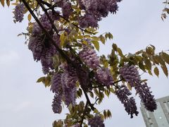 -嘉定紫藤园