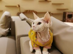 -猫腻·猫咖·撸猫馆(星光大道店)