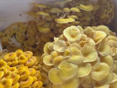 -果松木炭酸菜铜火锅·外婆参鸡汤