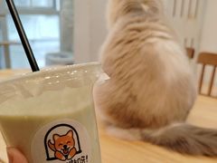 -是阿柴呀！柴犬咖啡·爱喵喵猫咖