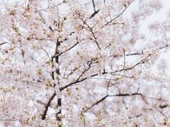 -西北湖绿化广场