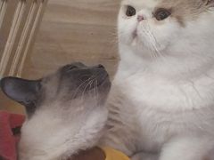 -滚猫咖啡·猫咖·猫友好撸猫(未来城店)