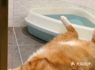 十一童鞋作为宠爱国际办公室的团宠猫咪，被送到三里屯寄