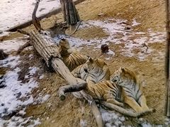 -大连森林动物园