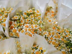 -循礼门鲜花花市(武汉循礼门店)