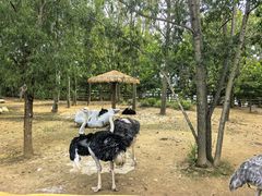 -大连森林动物园