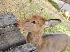 -银树楼(紫玉山庄东区店)