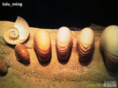 -亚龙湾中心广场·贝壳馆