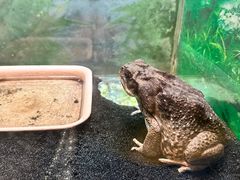 -上海大自然野生昆虫馆