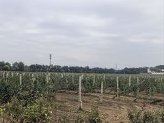 -北京张裕爱斐堡酒庄