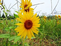 -汉长安城未央宫国家考古遗址公园