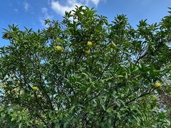 -御轩足道·SPA·养生·保健(瑞金北路店)