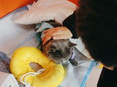 -瑞派福兴宠物医院犬猫全科·骨科·中西医结合(河东店)