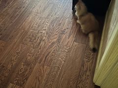 -东方名猫馆·英短金渐层布偶猫舍(环线广场1号楼店)