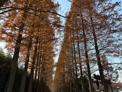 -黄海国家森林公园