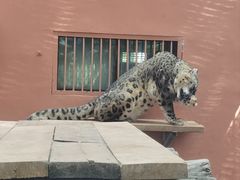 -青藏高原野生动物园
