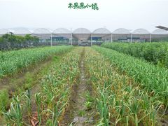 -米果果小镇