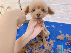 -派多格宠物(御景湾店)