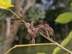 -广州白江湖森林公园